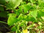 Yellow Wood-Sorrel (Oxalis stricta), leaf