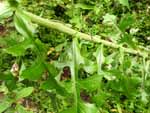 Wild Lettuce (Lactuca canadensis), leaf