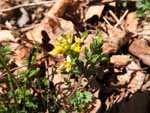 Yellow Corydalis (Corydalis flavula), flower