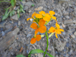 Plains Wallflower (Erysimum capitatum), flower
