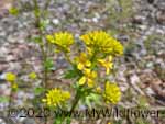 Winter Cress (Barbarea vulgaris), flower