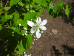 Common Blackberry (Rubus allegheniensis), flower