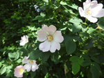Virginia Rose (Rosa virginiana), flower