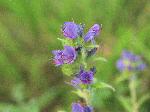Viper's Bugloss (Echium vulgare), flower