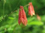 Wild Columbine