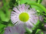 Daisy Fleabane