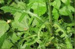 Common Sow-Thistle (Sonchus oleraceus), leaf