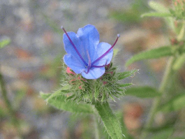 Viper's Bugloss (Echium vulgare)