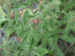Viper's Bugloss (Echium vulgare), bud