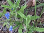 Viper's Bugloss (Echium vulgare), leaf