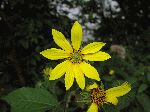 Click for details