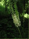 Black Cohosh (Actaea racemosa), flower