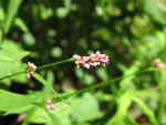 Pennsylvania Smartweed (Polygonum pensylvanicum L.), flower