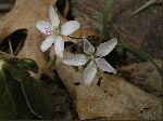 Spring Beauty (Claytonia virginica), flower