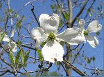 Flowering Dogwood (Cornus florida), flower