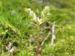 Wild Stonecrop (Sedum ternatum), tech