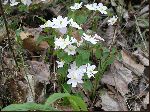 Rue Anemone (Thalictrum thalictroides), tech
