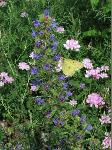 Viper's Bugloss (Echium vulgare), flower