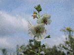 Moth Mullein