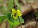 Downy Yellow Violet (Viola pubescens), flower