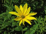 Woodland Sunflower (Helianthus divaricatus), flower