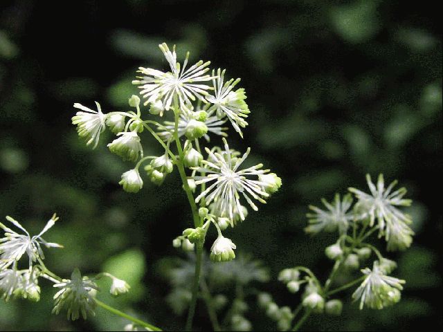 Wildflower of the Week: Tall Meadow Rue