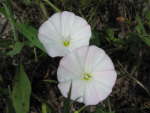 Field bindweed:  fused petals