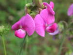 Everlasting pea:  Asymetrical and irregular flower