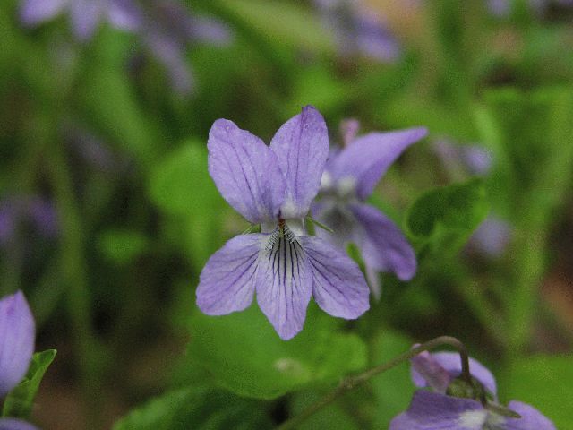Dog Violet (Viola labradorica)