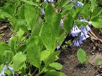 Virginia Bluebell (Mertensia virginica), leaf