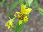 Small Wood Sunflower (Helianthus microcephalus), flower