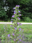 Viper's bugloss:  elongate cluster